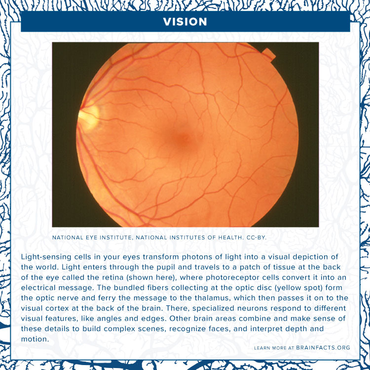 Brain_Facts_org's tweet photo. [#BrainByte] Did you know your eyes aren’t the only organs involved in vision? Many parts of the brain work together to turn photons of light into a complete picture of the world. #tuesdaytrivia https://t.co/6cJNOUCkPa https://t.co/EwCCVGUBPi