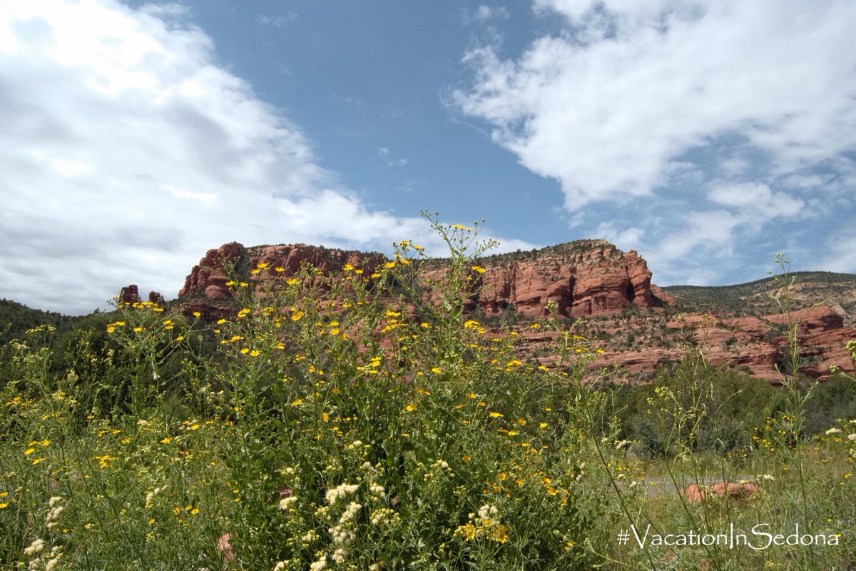'May your love be like a wildflower, growing freely in the beauty and the joy of each day' -Native American Proverb

#VacationInSedona #Wherethewildflowersgrow #OptOutside #DesertBeatuy #GrowWild #WildandFree #NaturalBeauty #DesertOasis #HighDesertBeauty