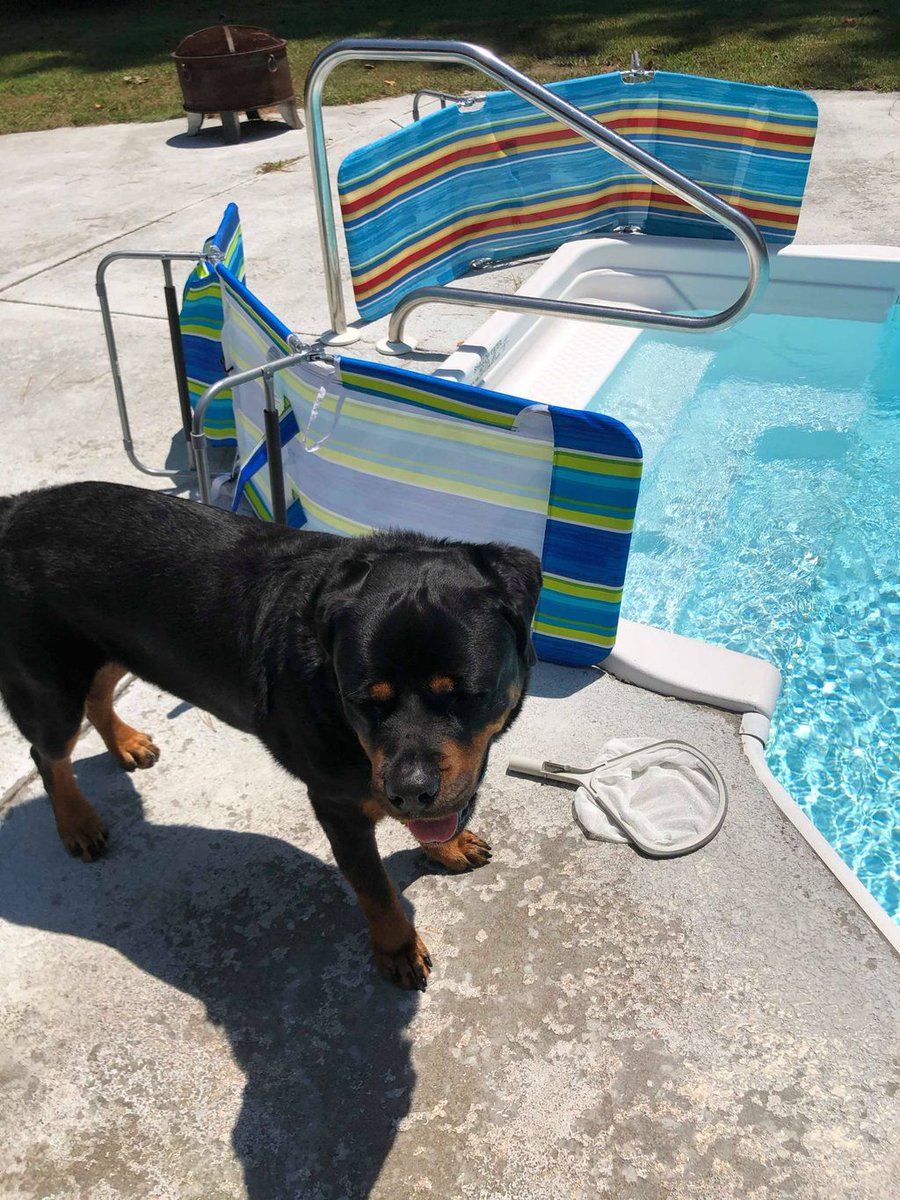 HSGSav's tweet image. “Romeo is the best boy ever!  Here are a couple pics of him at home and on his way to the vet.   He is such a love bug. He is helping our hearts heal and he doesn’t leave my side all day.  Sweet loyal boy. He is living his best life. Thanks again!” #happytailstueasday