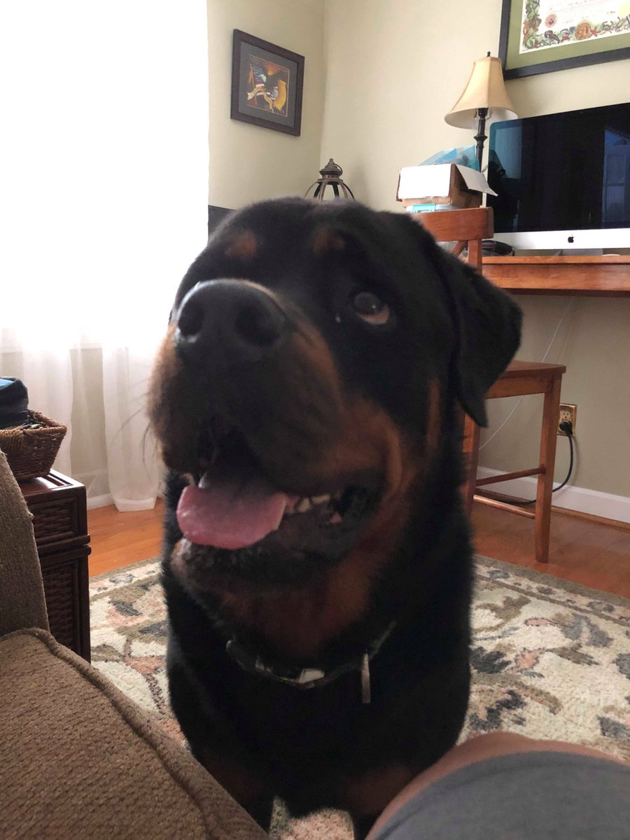 HSGSav's tweet image. “Romeo is the best boy ever!  Here are a couple pics of him at home and on his way to the vet.   He is such a love bug. He is helping our hearts heal and he doesn’t leave my side all day.  Sweet loyal boy. He is living his best life. Thanks again!” #happytailstueasday