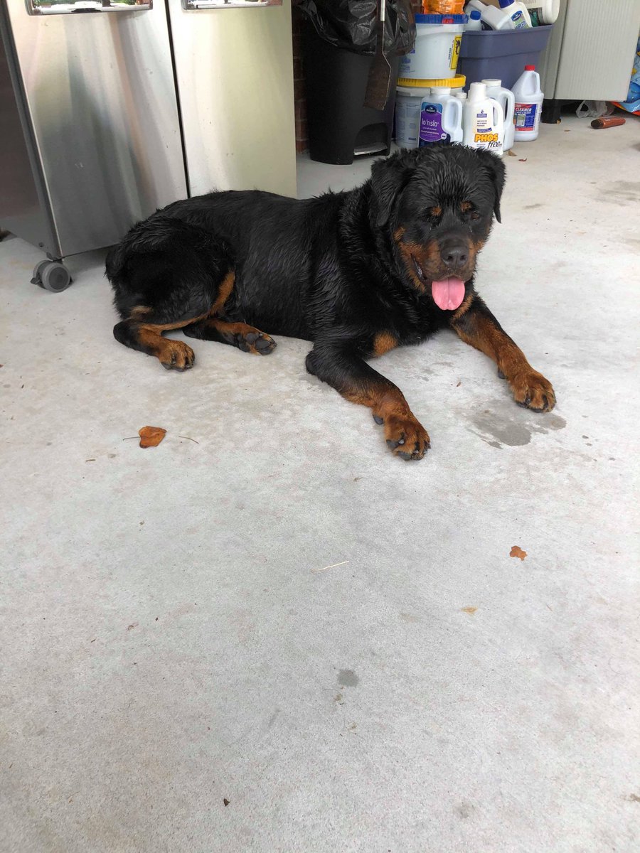 HSGSav's tweet image. “Romeo is the best boy ever!  Here are a couple pics of him at home and on his way to the vet.   He is such a love bug. He is helping our hearts heal and he doesn’t leave my side all day.  Sweet loyal boy. He is living his best life. Thanks again!” #happytailstueasday