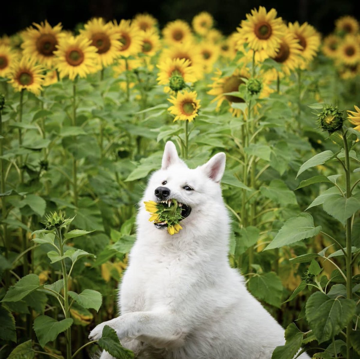 dog_rates's tweet photo. This is Björn. He behaved during his photoshoot so he got to eat a sunflower. That was the deal. 13/10 good boy Björn https://t.co/C0oh1Zzeen
