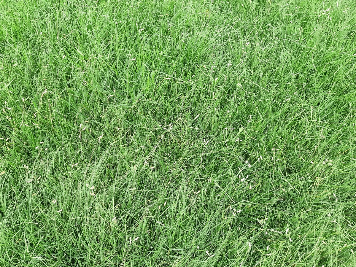 josepcirera's tweet photo. Best time for #warmseason #nativegrasses at @SemillasFitoTG plots in #Barcelona.
#OutRough areas. #lowermaintenance
From left to right:
#Carpetgrass, #Buffalograss, #Bluegrama, #Littlebluestem https://t.co/Xe2SGGvrFw