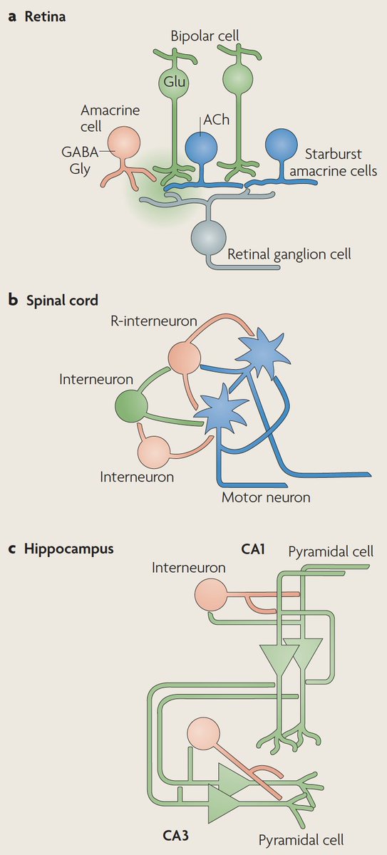 Similar waves are generated in other developing structures, like the cochlea, cerebellum, hippocampus and neocortex. They are generated by a variety of mechanisms but they are all thought to promote self-organization of the CNS  https://doi.org/10.1038/nrn2759&nbsp;
