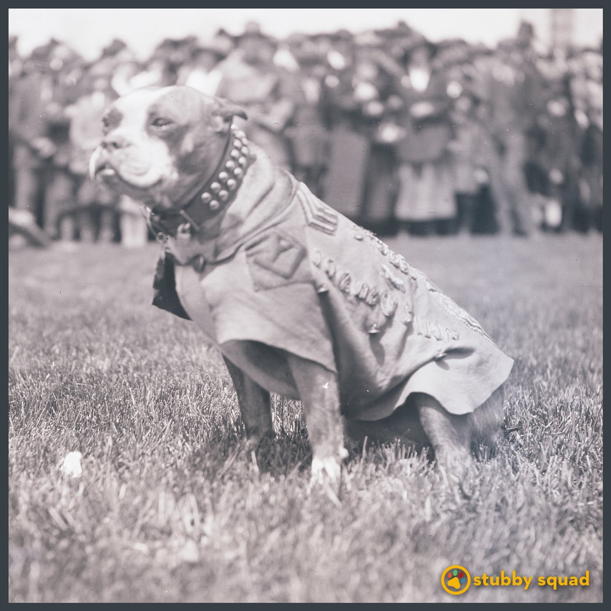 StubbyMovie's tweet photo. Stubby was awarded honorary lifetime memberships to several groups. Can you name them? #TriviaTuesday #Stubby #StubbySquad https://t.co/JWSYrgzKv0