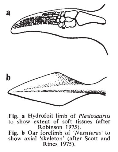 Halstead et al. objected to the implication that Nessiteras might be a plesiosaur, argued that plesiosaur limbs were utterly unlike the Nessiteras flipper (they published this comparative diagram)…