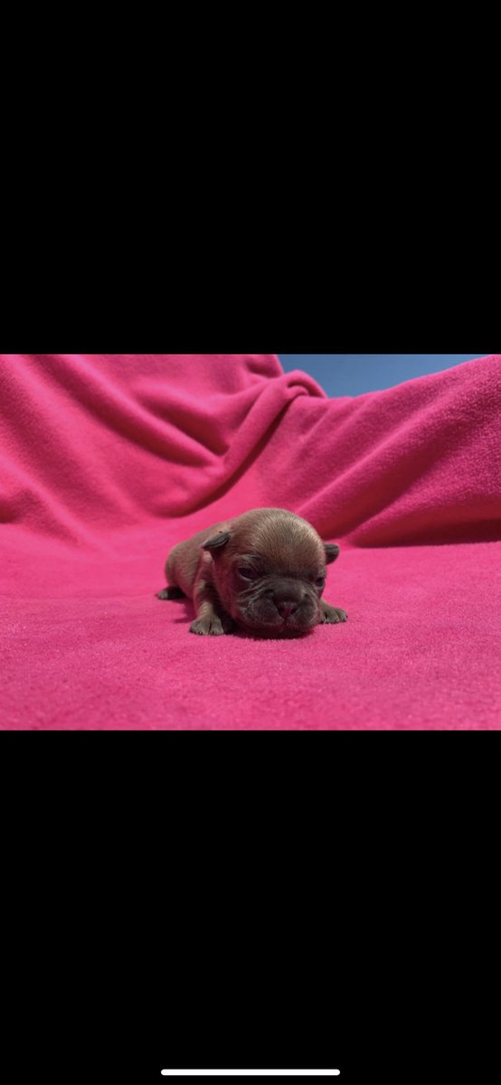 Andria_sl's tweet photo. ~glow up~ Pup edition
1 day>1 week> 5 weeks>7 weeks
6 days until Stella comes home!!!! https://t.co/PHFoneYZ0x