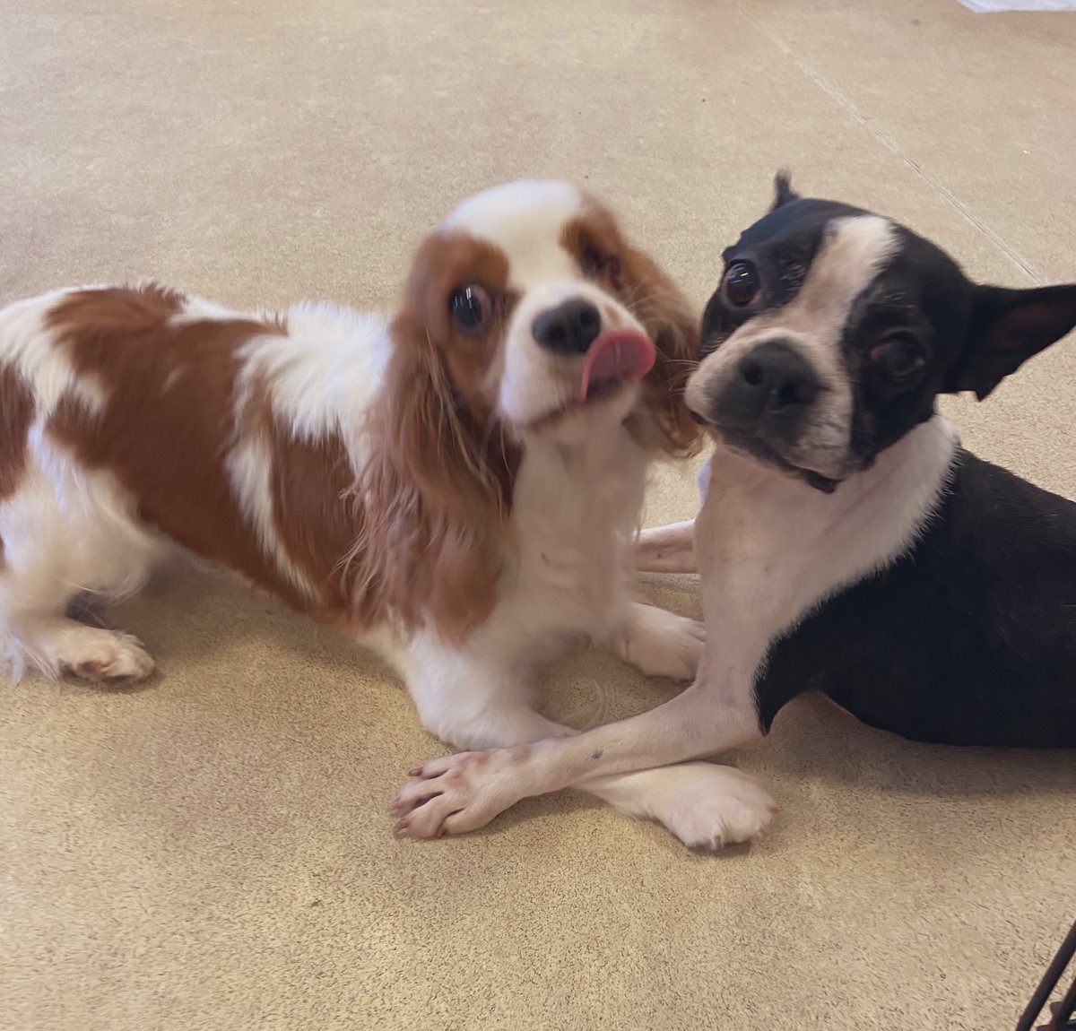 犬里親募集中 Twitter Search