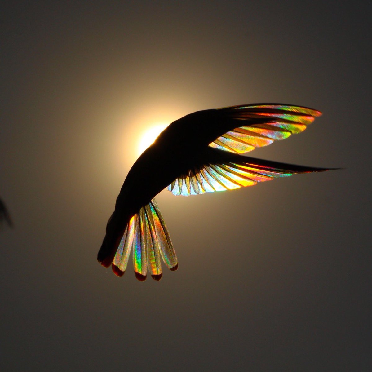 Sinek kuşunun tüyleri arasından sızan güneş ışığı gökkuşağından bir prizma oluşturuyor.