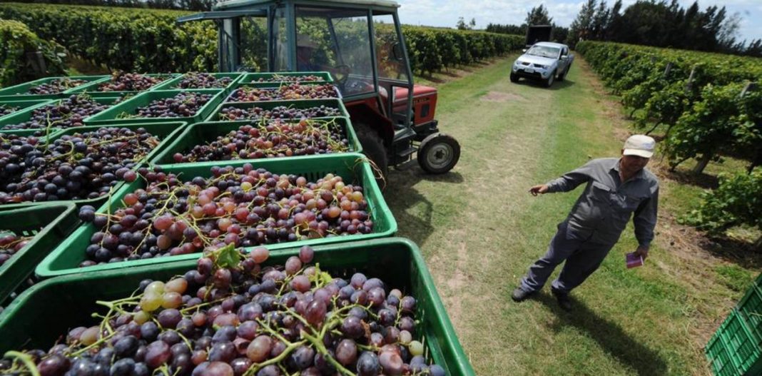 biencuyano's tweet photo. #AmasarCapital Mientras las patronales bodegueras mendocinas incrementan sus ganancias gracias al aumento de la exportación (un 46%) y el consumo interno (aumento del 7%), exigen devaluación, congelan paritarias y ajustan más a sus trabajadores https://t.co/fE7EGFDrtF https://t.co/MIr10W9JX1