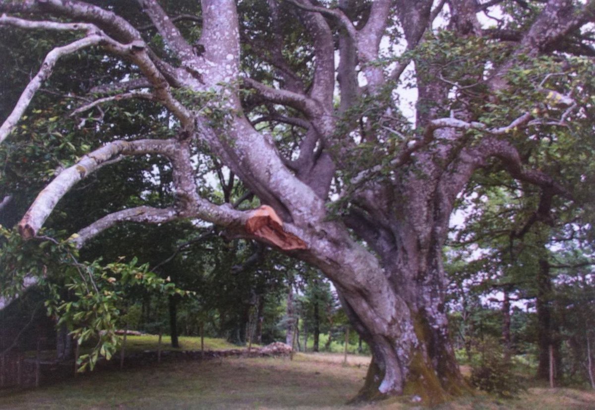 🌳Mercredi 19 août🌳 Remise du label Arbre Remarquable de France à Sorèze (Tarn) à 11h pour le hêtre de la chapelle St Jammes 🌳😎🌳