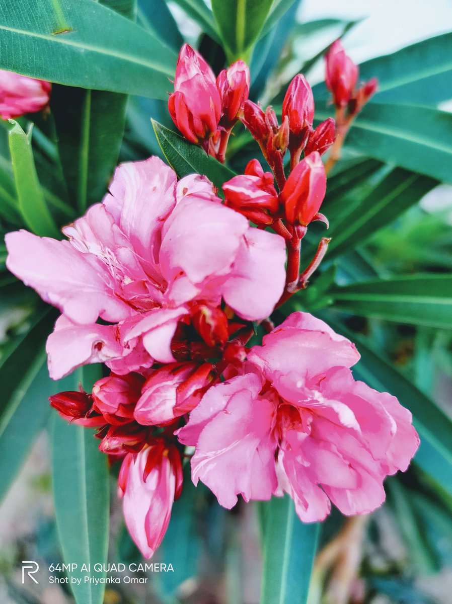 PriMeditated's tweet image. It&apos;s #WorldPhotographyDay. Here are a few shots from the archives.
1) My #Narangi plant fruiting in summers.
2) #GreenbourneOleander Plant at my neighborhood.
#shotonrealme #BloomingDays
#naturalvibes #mysticnature
#photographerfeels #photographer
#BlissfulTweets #natureiswild