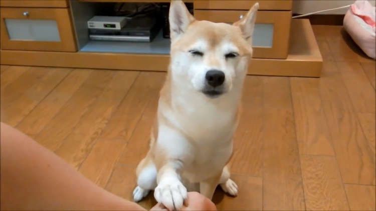 ワンコ Hotワード