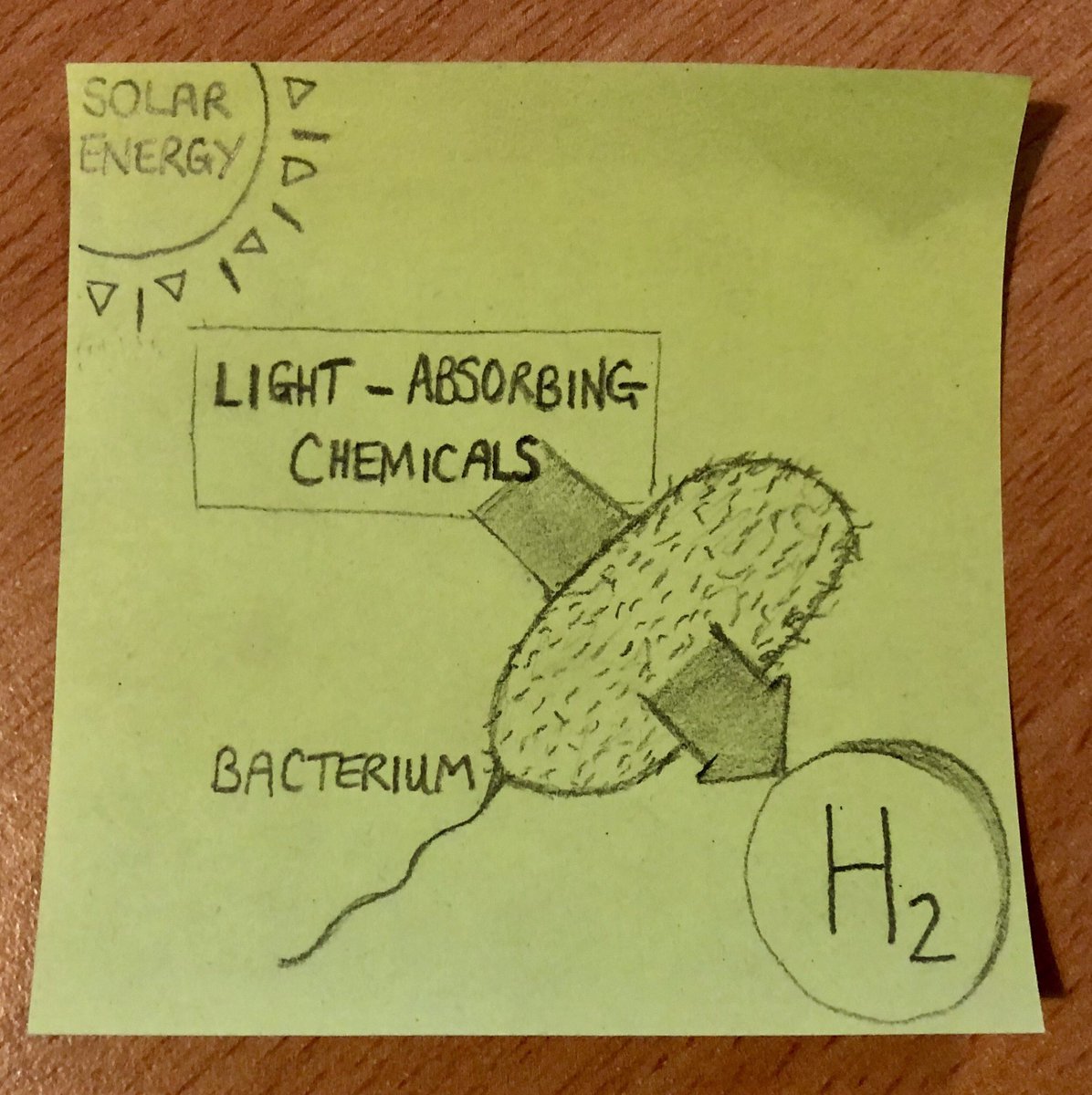 This process can also be reversed, so electrons can be “pushed” into bacteria and used to make valuable chemicals (such as hydrogen) from simple building blocks The electrons could come from an electrode or from compounds that absorb light (called photosensitisers) 7/8