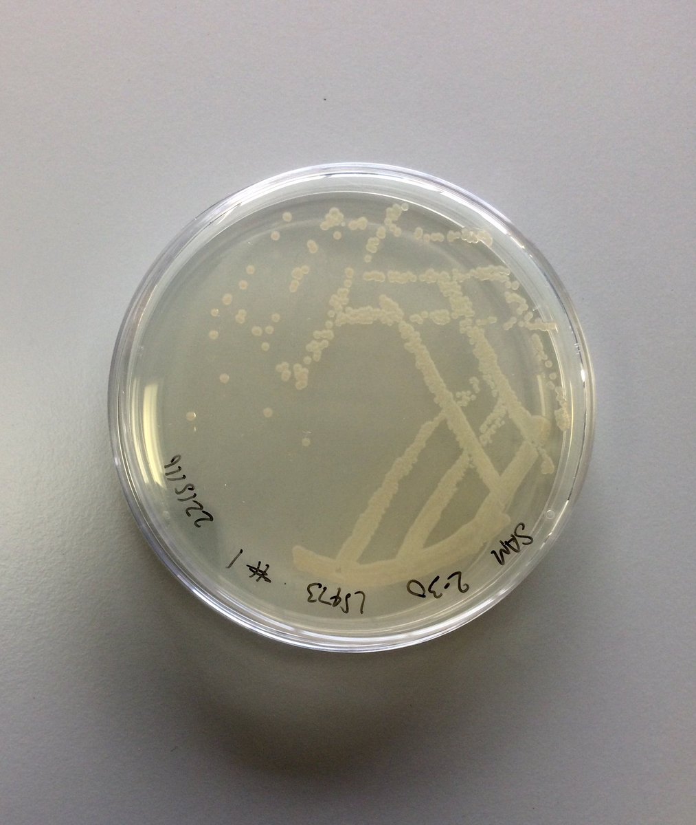 In 1988 one such micro-organism - called Shewanella oneidensis - was isolated from the sediments of Lake Oneida, New York State. It’s able to survive in environments with little or no oxygen!In a lab, it can be grown on an agar plate (a nutrient-rich jelly) 2/8