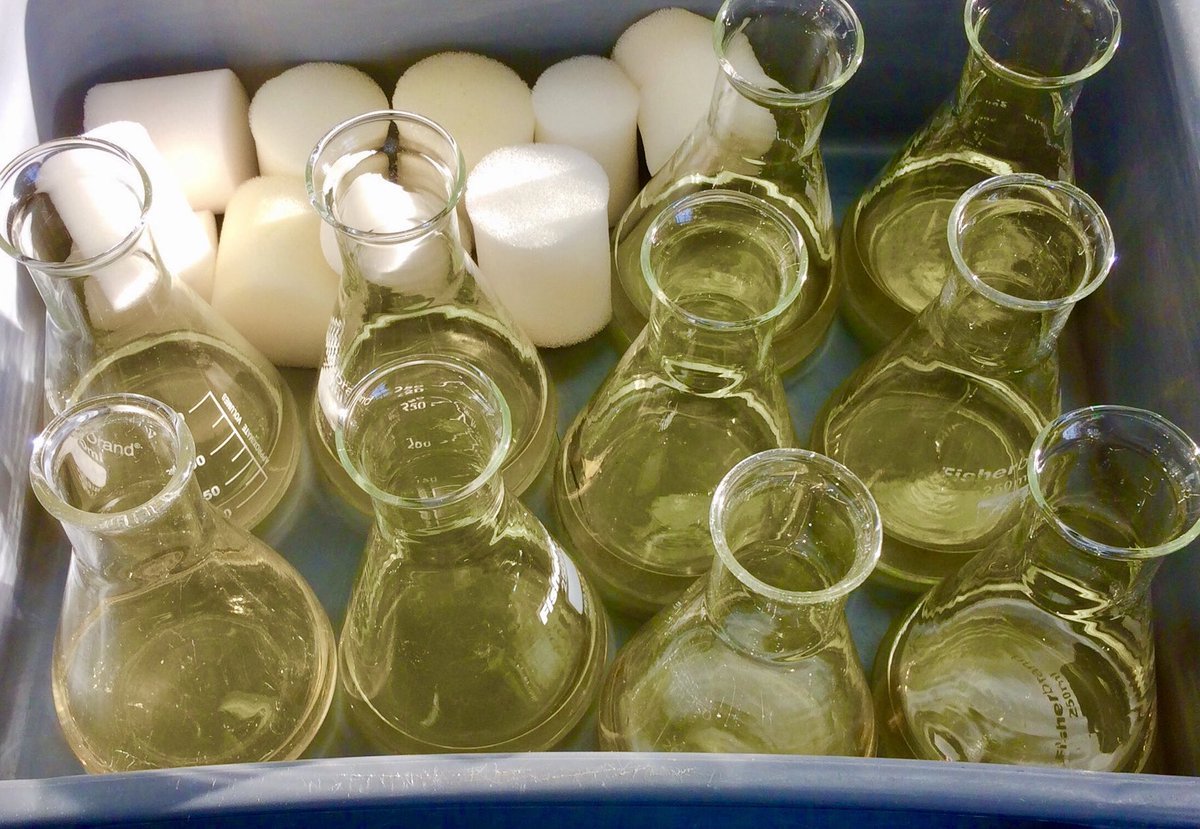 Shewanella can also be grown in a nutrient-rich liquid called LB (lysogeny broth) within conical flasks or sealed glass tubesWith the latter, the gases in the tube can be analysed to see whether oxygen is present and other products have been made by the bacteria3/8