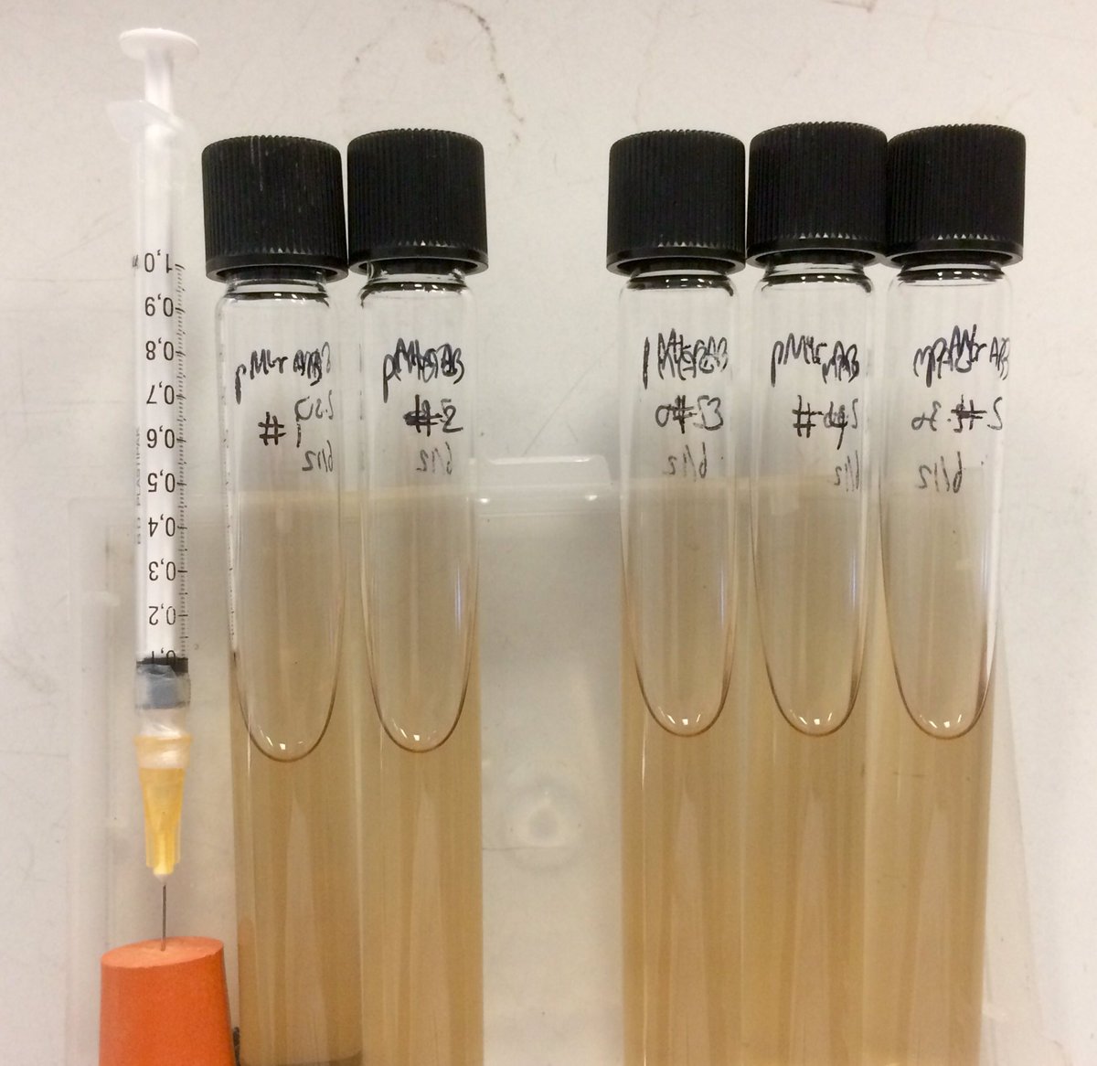 Shewanella can also be grown in a nutrient-rich liquid called LB (lysogeny broth) within conical flasks or sealed glass tubesWith the latter, the gases in the tube can be analysed to see whether oxygen is present and other products have been made by the bacteria3/8