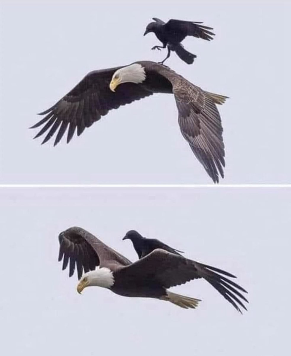 The only bird that dares to peck an eagle  is a crow [A THREAD]