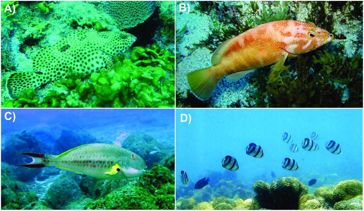 pedrohcp's tweet photo. Our new ms is out! How depth influence reef fish flight initiation distance (FID)? How fish respond to human presence according to depth is species and size class dependent https://t.co/TloyV6tCl3 @BenevidesLai https://t.co/t4N0T4drNv