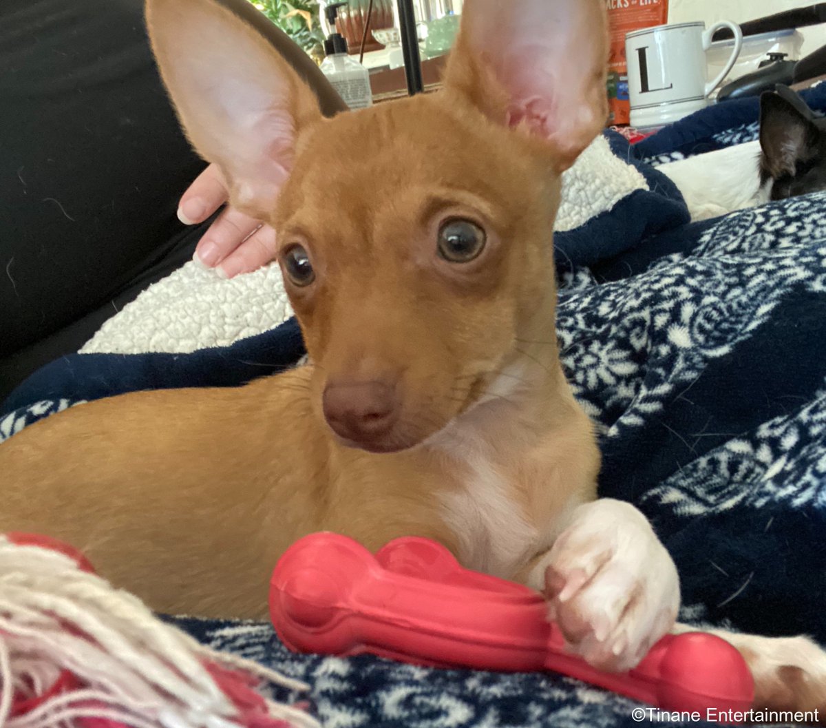 Michael Grimm tweet media