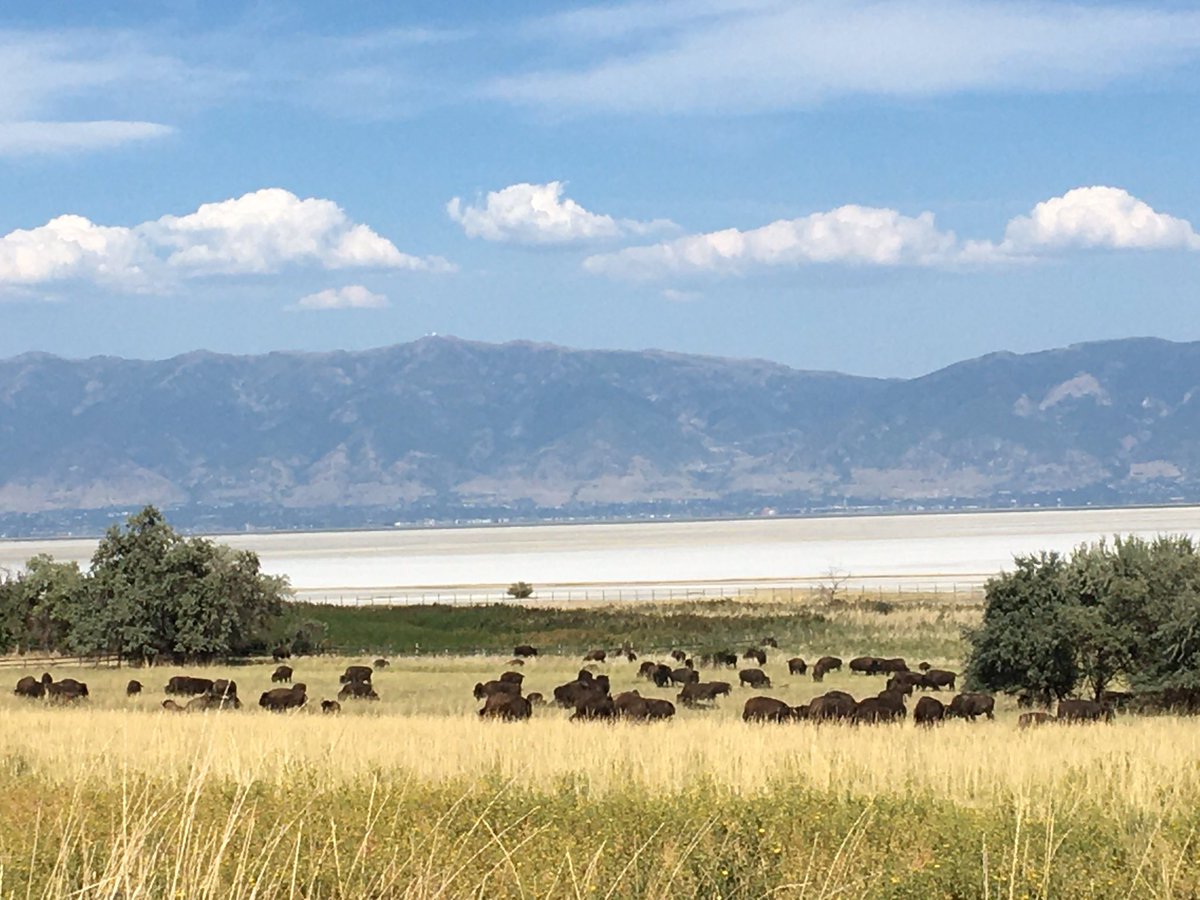 #antelopeisland #Utah #nature #outdoors #Flowers #wildlife #bison #AntelopeIslandStatepark