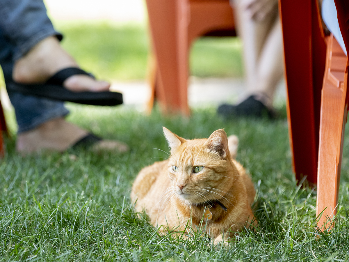 Remy the cat visits with some friends, who were taking a socially-distanced break in Harvard Yard.