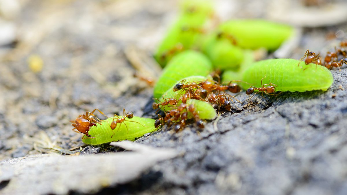 BestNovaPest's tweet photo. When it comes to keeping insects and other pests out of your home, knowledge is power!! Give us a call!! (703) 379-4049
https://t.co/0o6NC034i3
#insects #Pest #pestcontrol #pestservices #novapest #bugs #gotbugs #washingtonDC #arlington #Virginia #Woodbridge https://t.co/TnMWUlwdgf