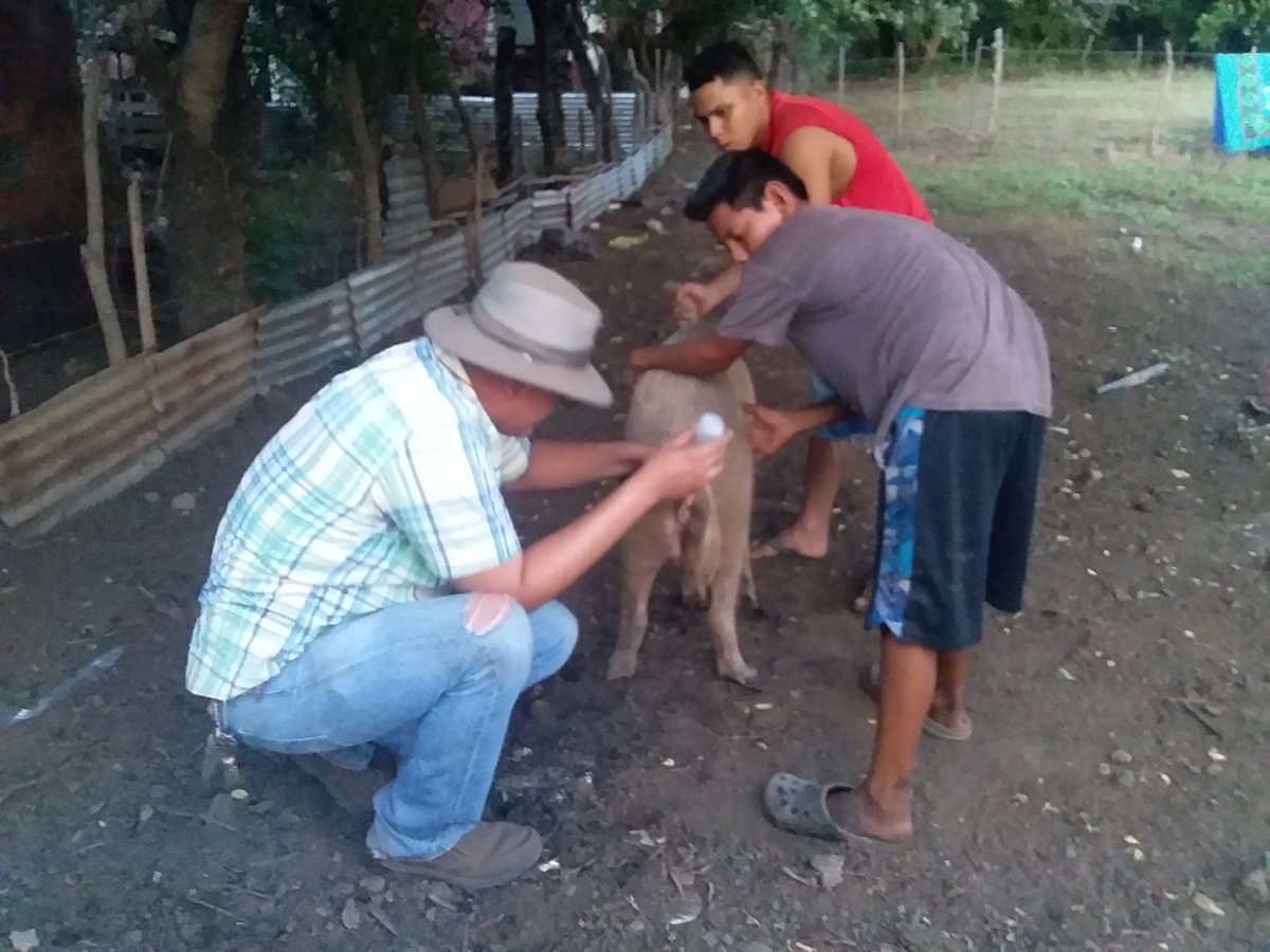 EdithR86341313's tweet photo. Proyecto de inseminación artificial en cerdas del municipio de León. 

Large Withe. Pietran
#OrgulloPatrio 
#Entresandinistasnosseguimos https://t.co/EBxDrzjwmE