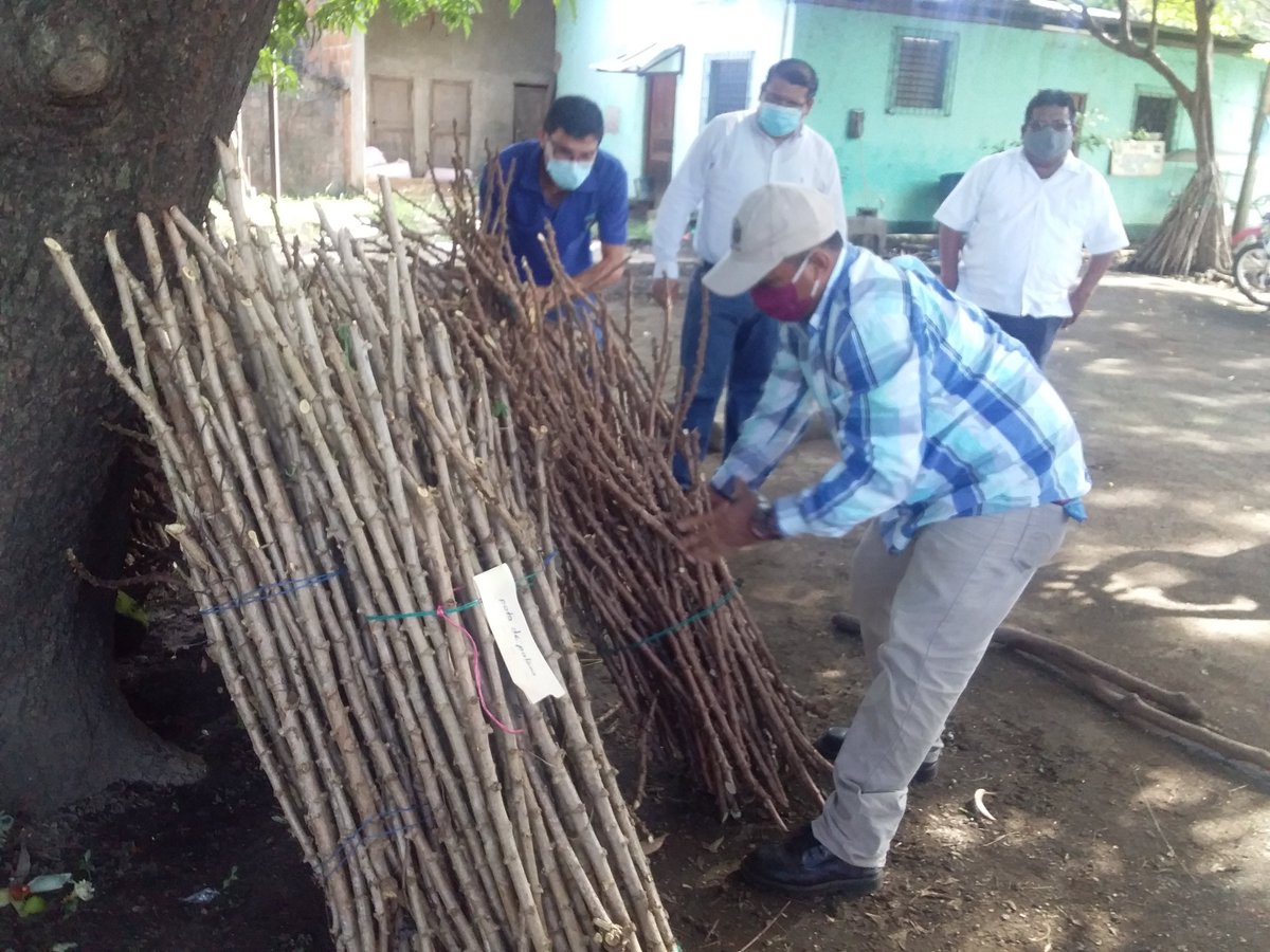EdithR86341313's tweet photo. El SPCC en coordinación con UNAN León. Realizo entrega de material vegetativo semilla de variedades y lineas de yuca para reproducción de semillas que estaran siendo entregados en el municipio de León.
#OrgulloPatrio 
#Entresandinistasnosseguimos
#PLOMO19 
@IndiraGabriela_ https://t.co/S0zGRar2kD