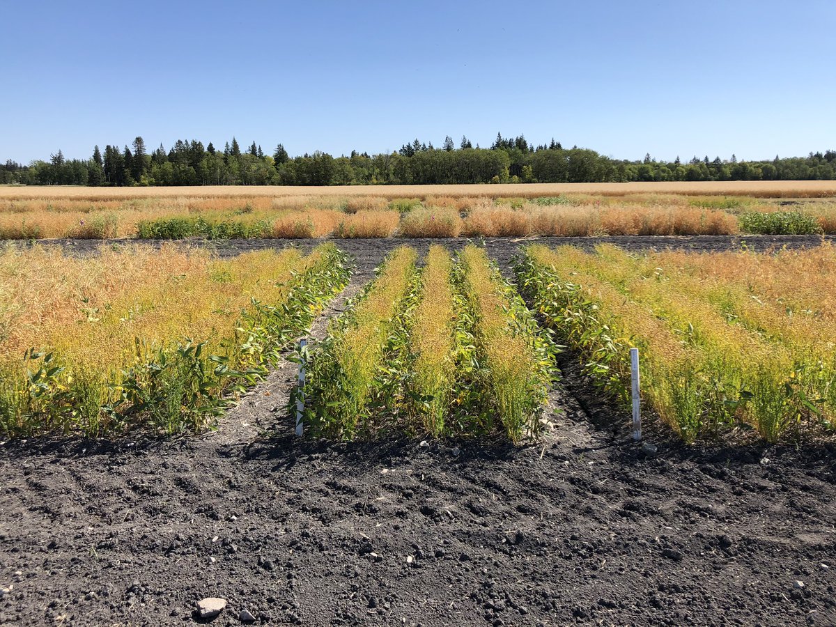 kpmacmillanUM's tweet photo. Intercropping potential looks good in the Interlake! Here is a look at the pea-canola, soy-flax, pea-flax and pea-oat intercrops with seed rate ratios each. Thank you for taking on the challenge of an intercropping trial @PESAIresearch #intercropinnovators https://t.co/xptnkoinpm
