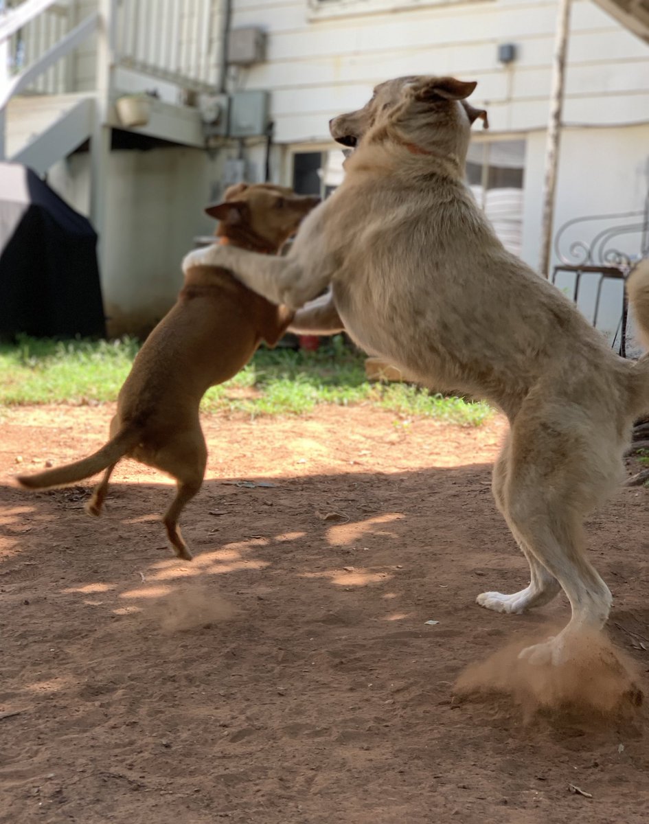 HKayeG's tweet photo. Look at my playful idiots.
💜🥰
#mutts #BigMutt #LittleMutt https://t.co/4KhWWXvQRk