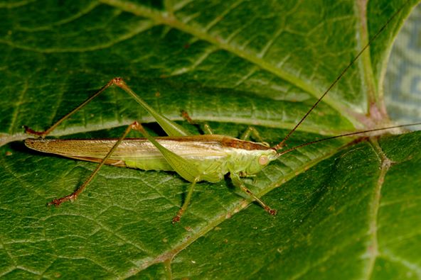 WildSheffield's tweet photo. Our #MoreDataforNature Monitoring Officer had a rare visitor; a female Long-Winged Conehead (Conocephalus fuscus). This species has been heading northwards. Record your Orthoptera sightings at https://t.co/vh6tswB48h -add a pic if you can!
#MD4N is supported by @HeritageFundUK https://t.co/OopZbXq8qE