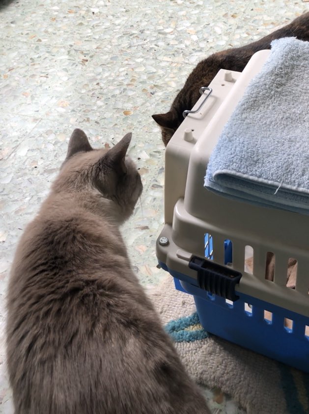 c1tr1c's tweet photo. No salió tofo lo bien que deseaba la “presentación” de Tepachito con los gatos de #HalfOrange (tampoco se trenzaron en lucha, por suerte!!) https://t.co/YICn9YWylR