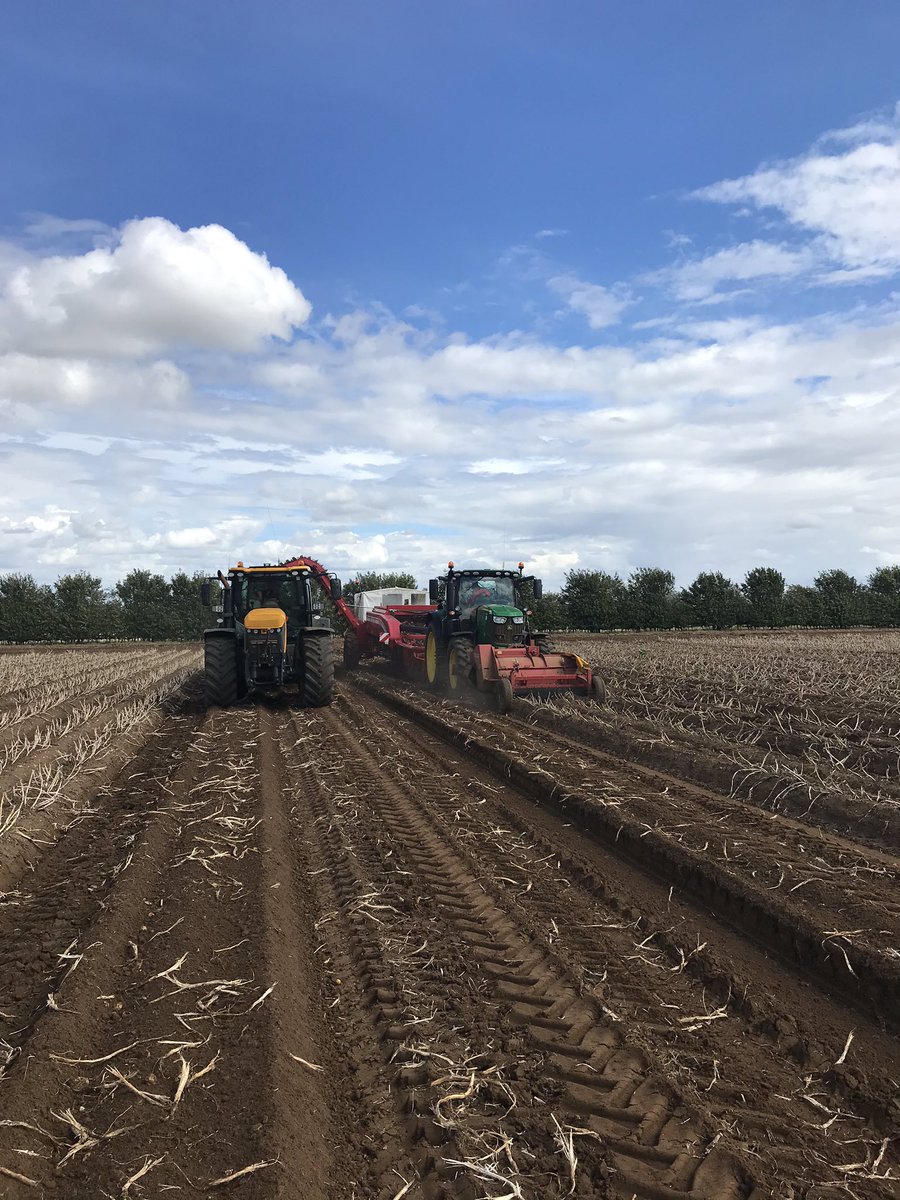 tcmallen's tweet image. Off we go! We have started the harvest of 2020 with a crop of Marfona grown under drip irrigation. Looking nice and bold! 💧🥔🥔🥔💧20mm of rain on Sunday has helped things nicely. @WrootWater @GrimmeUK