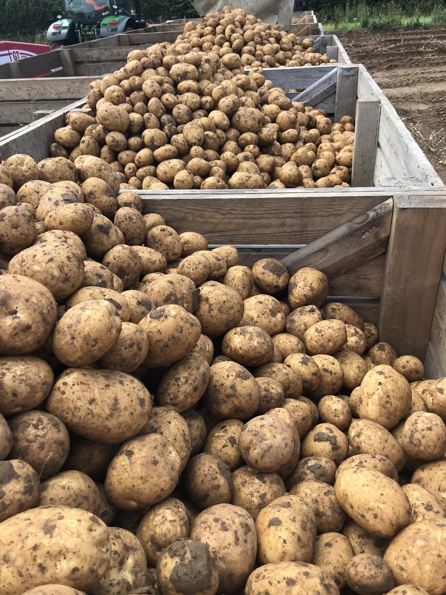 tcmallen's tweet image. Off we go! We have started the harvest of 2020 with a crop of Marfona grown under drip irrigation. Looking nice and bold! 💧🥔🥔🥔💧20mm of rain on Sunday has helped things nicely. @WrootWater @GrimmeUK