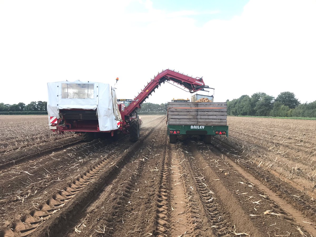 tcmallen's tweet image. Off we go! We have started the harvest of 2020 with a crop of Marfona grown under drip irrigation. Looking nice and bold! 💧🥔🥔🥔💧20mm of rain on Sunday has helped things nicely. @WrootWater @GrimmeUK