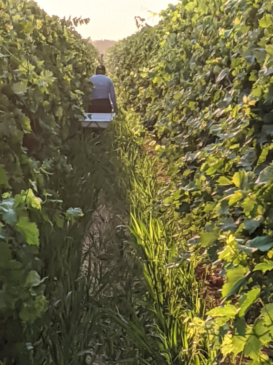 grapetweets's tweet photo. Thanks @KTLund60 &amp; @ZhuangGeorge for harvest help under unpleasant conditions. Quantifying nitrogen use of Valley Pearl &amp; testing remote sensing as N management tool w/ @alirezapourreza https://t.co/xwVUM9KCbi
