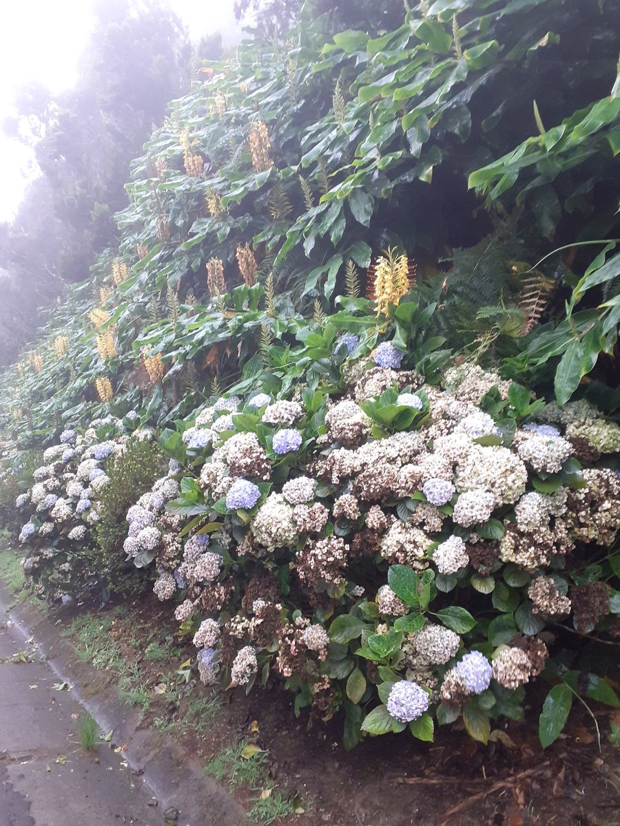 As in most roads in São Miguel, the border road has plenty of "hortensias" (hydrangeas) that grow in the wild.But I will limit my excursion to a coffee in Povoaçõ.40/n