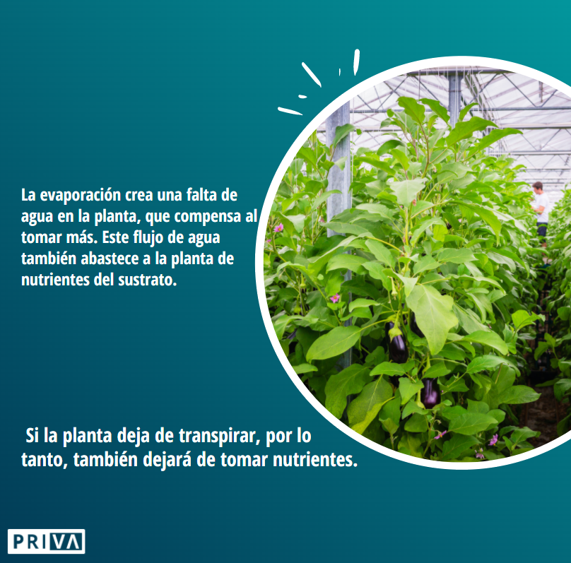 PrivaMX's tweet photo. A medida que las estaciones cambian, es importante vigilar de cerca la 𝘁𝗲𝗺𝗽𝗲𝗿𝗮𝘁𝘂𝗿𝗮 en el invernadero y la 𝘁𝗿𝗮𝗻𝘀𝗽𝗶𝗿𝗮𝗰𝗶𝗼́𝗻 del 𝗰𝘂𝗹𝘁𝗶𝘃𝗼🌱🌽🍓🥑
#PrivaTeam https://t.co/cnzSeM3HCt