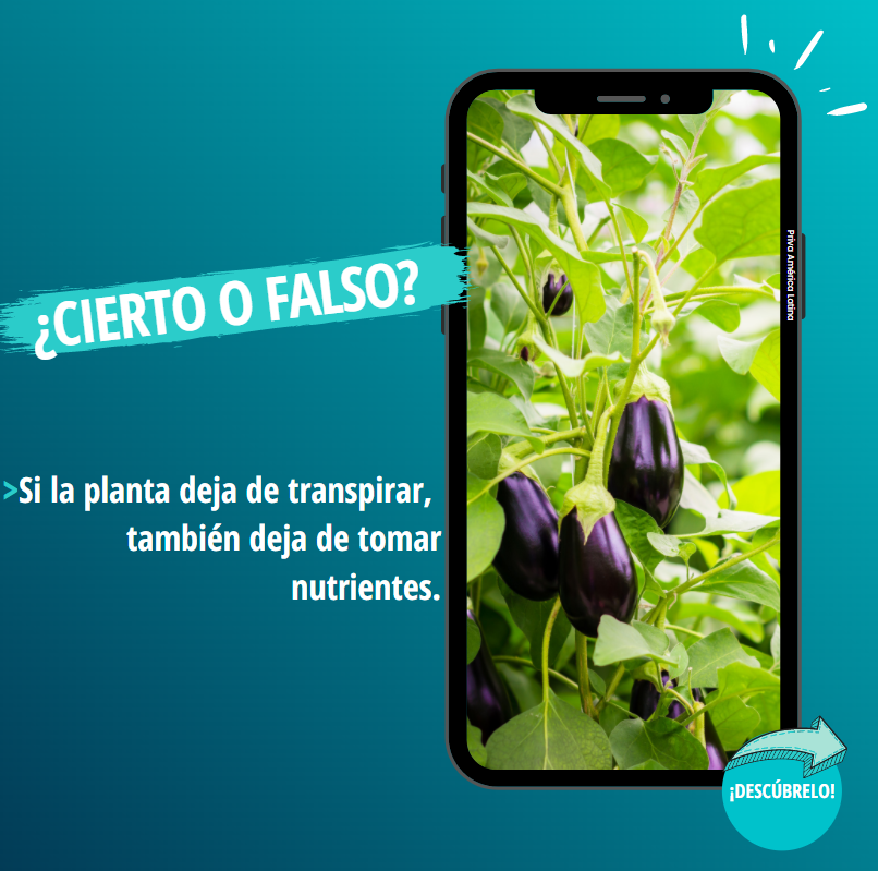 PrivaMX's tweet photo. A medida que las estaciones cambian, es importante vigilar de cerca la 𝘁𝗲𝗺𝗽𝗲𝗿𝗮𝘁𝘂𝗿𝗮 en el invernadero y la 𝘁𝗿𝗮𝗻𝘀𝗽𝗶𝗿𝗮𝗰𝗶𝗼́𝗻 del 𝗰𝘂𝗹𝘁𝗶𝘃𝗼🌱🌽🍓🥑
#PrivaTeam https://t.co/cnzSeM3HCt