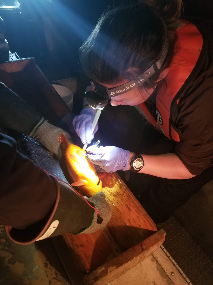 jillbrooks85's tweet image. A really great article about the goldfish, the barrier efforts and the #FishTelemetry research underway to prevent Hamilton Harbour from becoming a giant goldfish bowl. Awesome job, @Ladyfishbio @DFO_Science  view.publitas.com/on-nature/on-n… #InvasiveSpecies