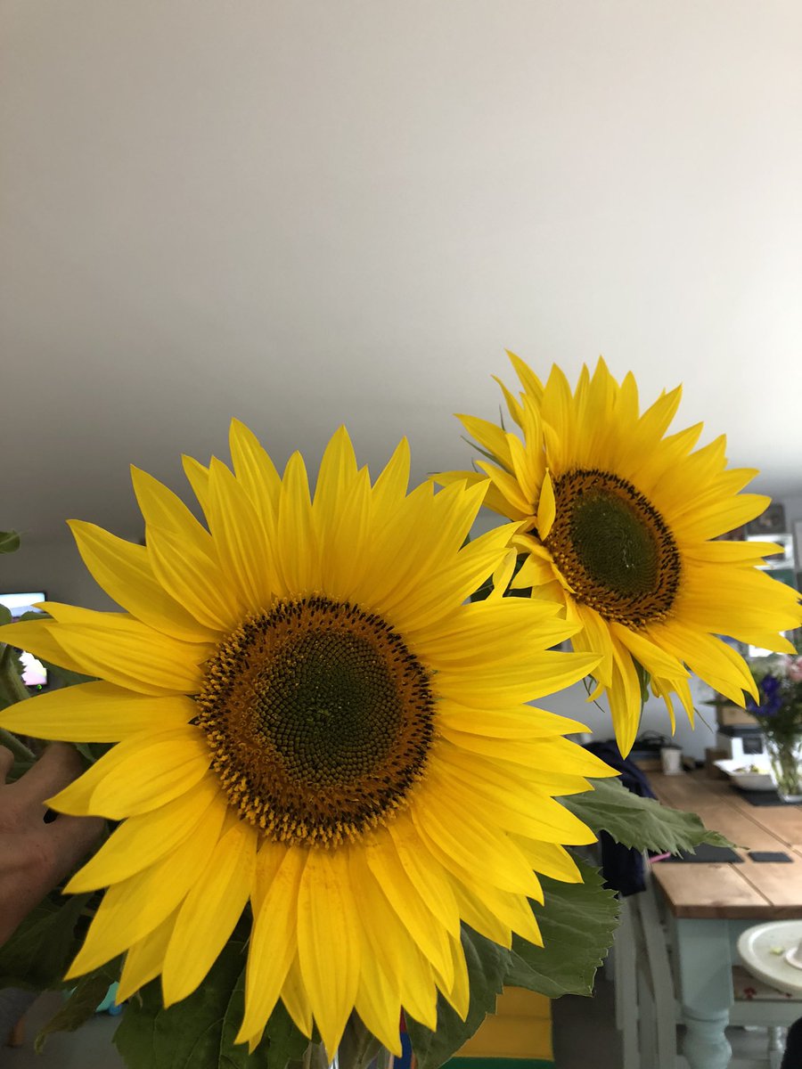 EdwardCherry10's tweet photo. East Yorkshire sunflowers 🌻 #sunflowerfarmer 🌻 https://t.co/nrJG80hmun