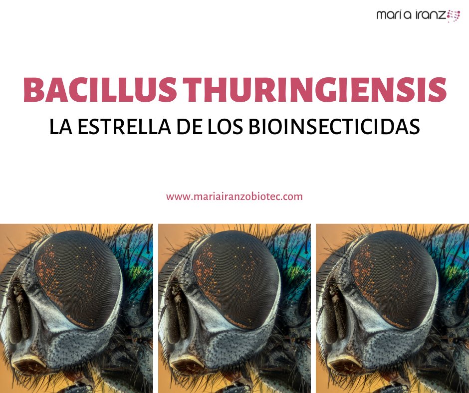 MariaIranzoBio's tweet photo. ¿Conoces el famoso maíz #MON810? ¡Es un cultivo transgénico basado en la toxina de la bacteria Bacillus Thuringiensis #Bt! ¡No te lo pierdas! #Biotecnología https://t.co/qcvReMOzj7 #FelizMartes https://t.co/KKbe77Uoa9