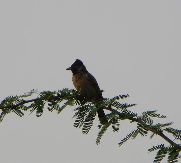 The 2nd was this red-vented bulbul, another common bird. I had photographed this one from my friend's terrace in 2013. I thought it was the juvenile of a red-whiskered bulbul until a Facebook birdwatching group member shamed me into realizing it wasn't.