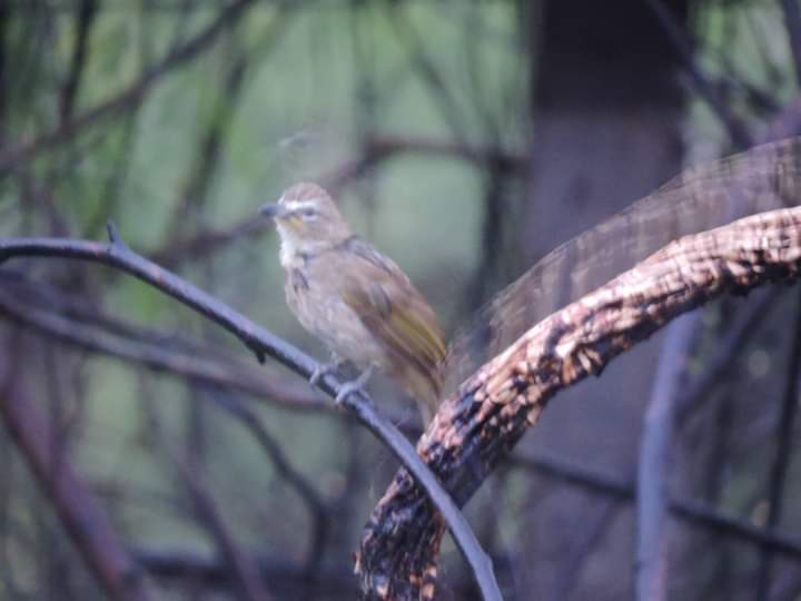 The 3rd was this white-browed bulbul I saw during a road trip to Puducherry in 2014. It came out of nowhere and stared at me. Since it was a cloudy day, the lighting was poor. And I could only manage to click this photo. It wasn't until years later that I saw this bird again.