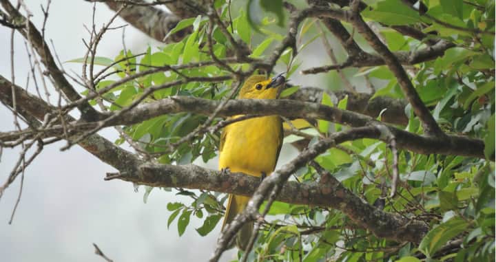The 6th was the yellow-browed bulbul I sighted during an evening walk in 2016. Coincidentally, I was in the same location (Megamalai), where I saw my first bulbul. It felt just as good to see another species of a bird.After all, a bulbul by any other name would sing as sweet.