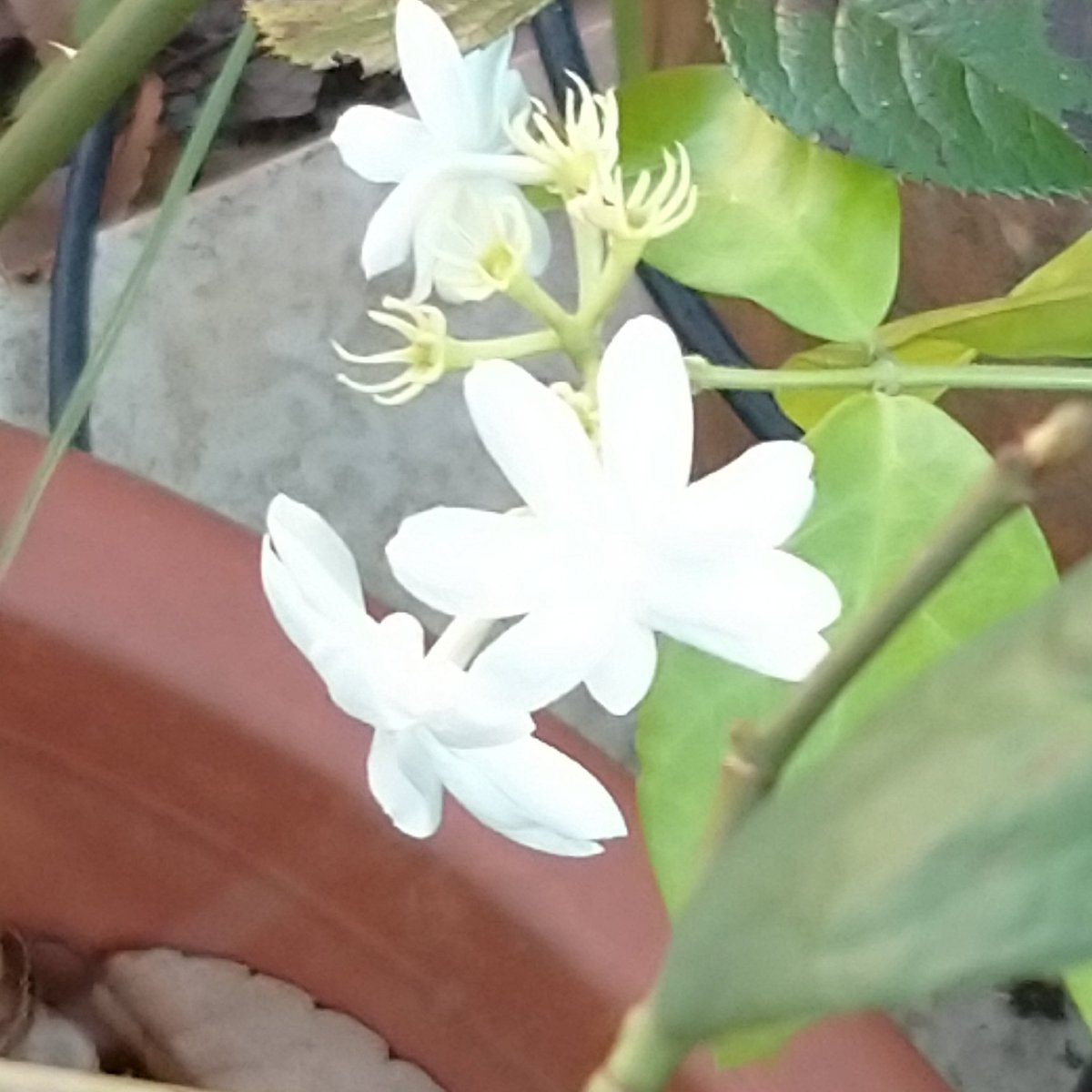 チッチ 薄曇り 外で ジャスミンティーの香り 可愛い花が咲いていました