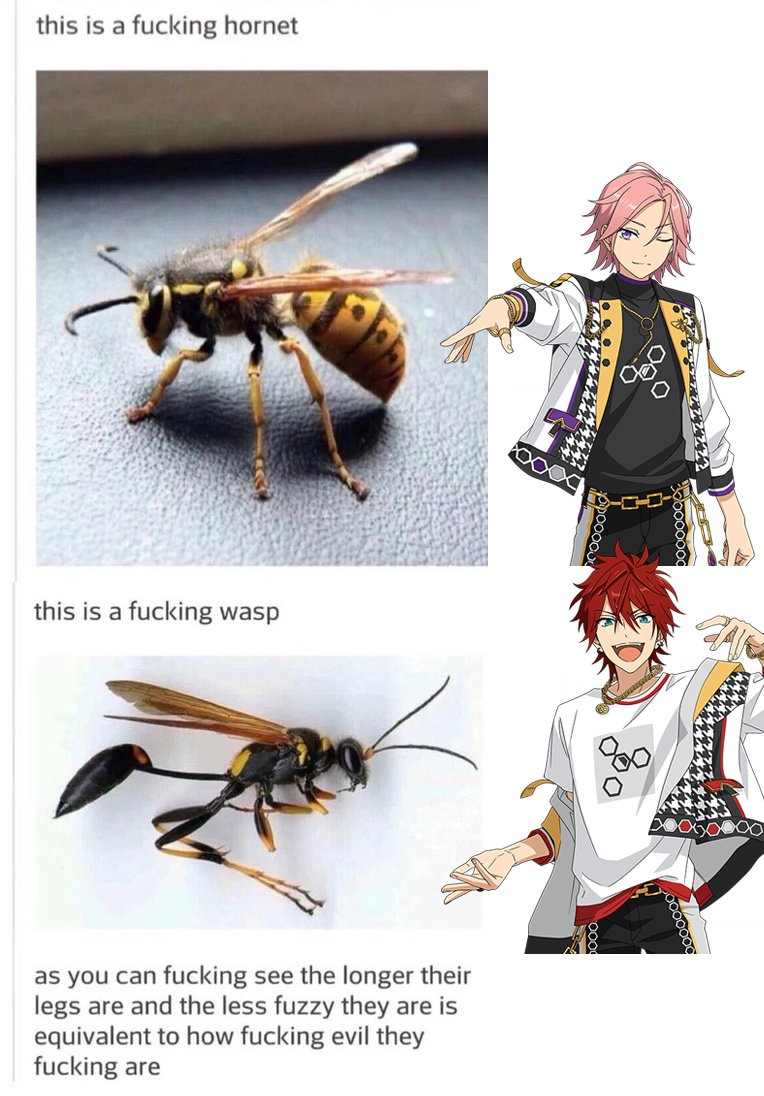 tw // insects , bugs , bees95. thanks tot for reminding me of this post