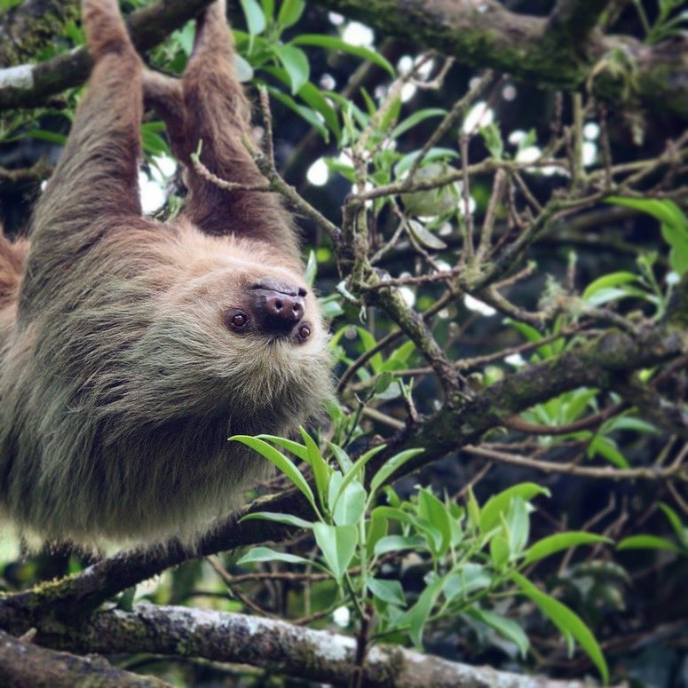 HPVacations's tweet photo. Slow, but sure. Costa Rica has announced some opening of the border! Residents &amp; tourists from 44 approved countries... Of course take a look at the government sites for details, but we really hope to see you soon!! #costarica🇨🇷 #puravida #tamarindo #travelblogger #traveltheworld https://t.co/difUKeOTv9
