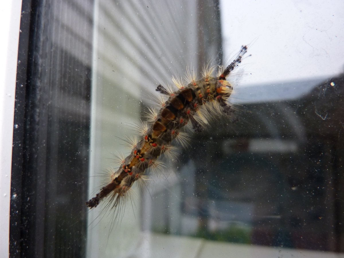 _SiobhanS_'s tweet photo. @BritishMoths @savebutterflies any chance someone can tell me what this caterpillar is please? https://t.co/G3BZgOsJ7q